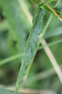 Betonica officinalis