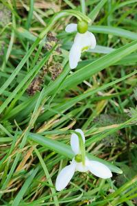 Perce-neige