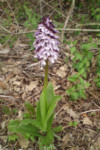 Orchis pourpre