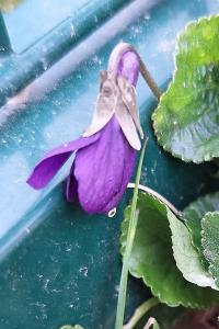 Violette odorante