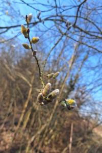 Saule marsault