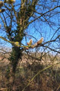 Saule marsault