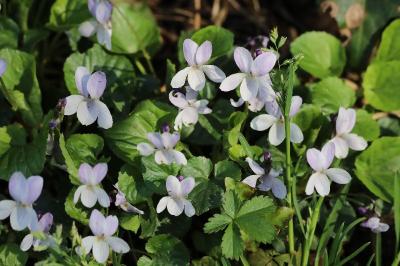 Viola odorata