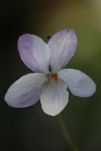 Violette odorante