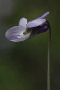 Viola odorata