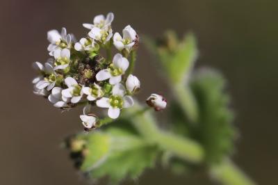 Draba muralis