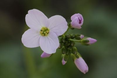Cardamine pratensis