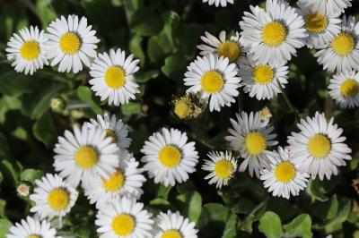 Bellis perennis