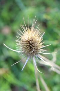 Dipsacus fullonum