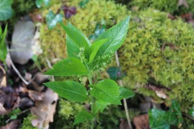 Mercuriale annuelle