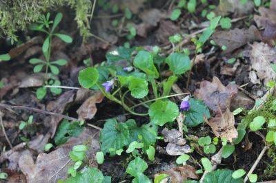 Violette odorante