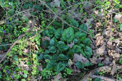 Cyclamen à feuilles de lierre