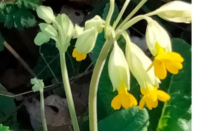 Primula veris