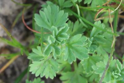 Aphanes arvensis