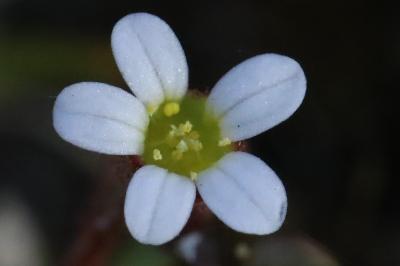 Saxifrage à trois doigts