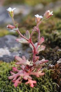 Saxifrage à trois doigts