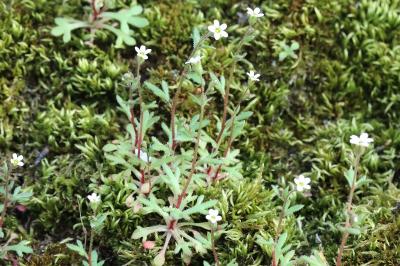 Saxifraga tridactylites