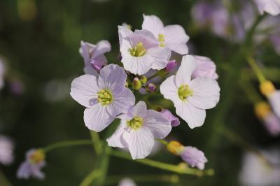 Cardamine pratensis