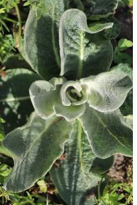 Molène pulvérulente