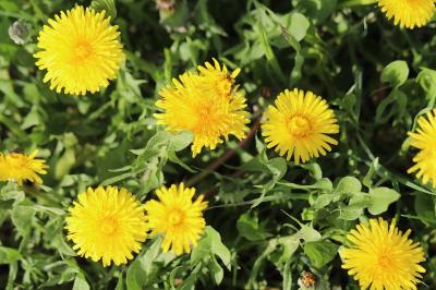 Taraxacum officinale