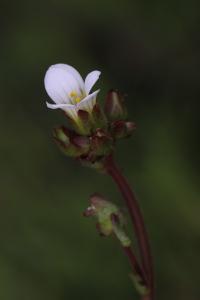 Saxifraga granulata