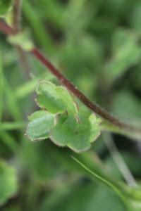 Saxifrage granulé