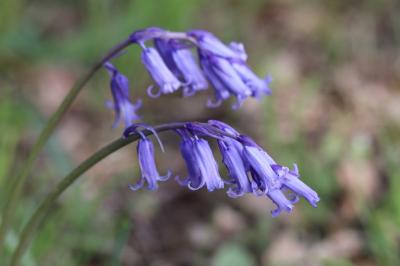 Hyacinthoides non-scripta