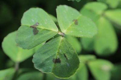 Medicago arabica