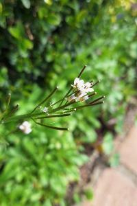 Cardamine hérissée