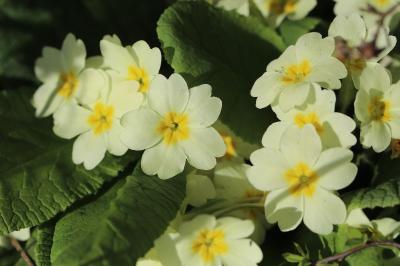 Primula vulgaris