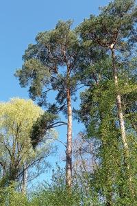 Pinus sylvestris