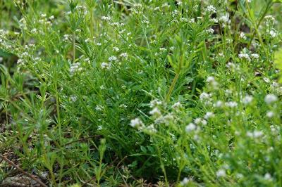 Cardamine flexueuse