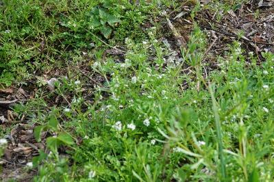 Cardamine flexueuse