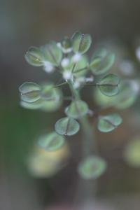 Tabouret perfolié