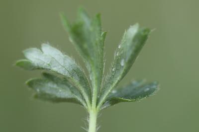 Potentille de Tabernaemontanus