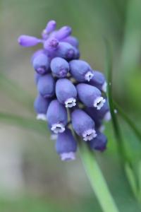Muscari négligé