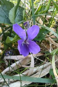 Violette de Rivinus