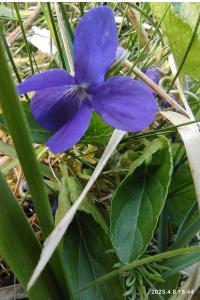 Violette de Rivinus