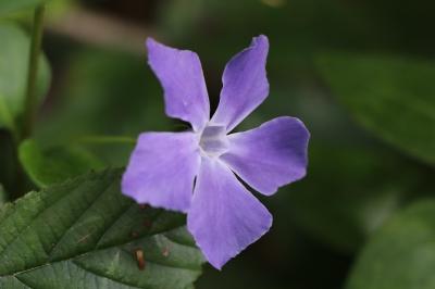 Grande pervenche