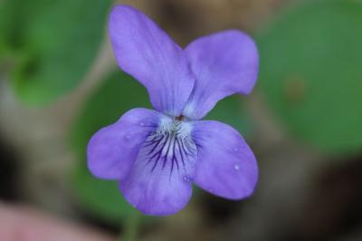 Violette de Rivinus