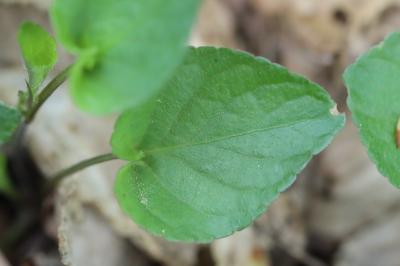 Viola riviniana
