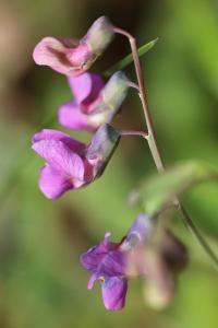Lathyrus linifolius