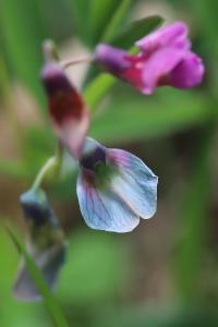 Lathyrus linifolius