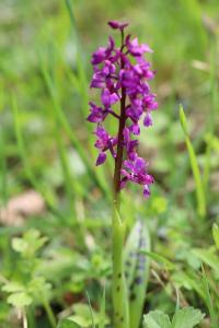 Orchis mâle