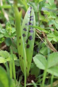 Orchis mâle