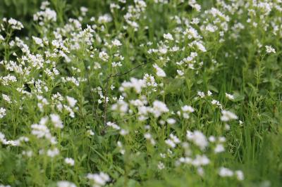 Cardamine amère