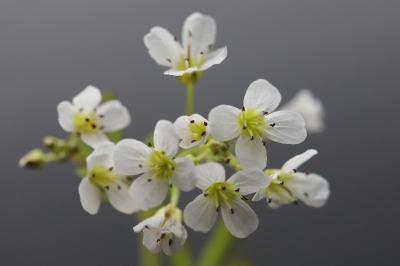 Cardamine amara