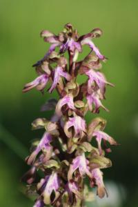 Orchis géant