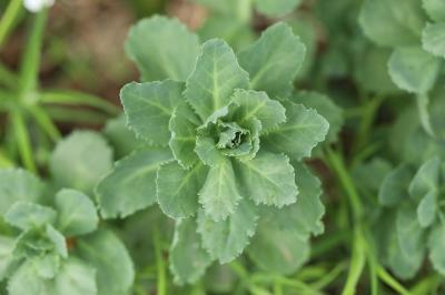 Herbe de saint Jean