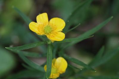 Ranunculus auricomus
